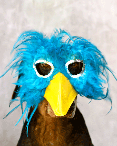 bird
